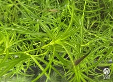10g guppy grass for sale  BUDE