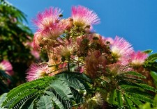 Persian silk tree for sale  Allentown