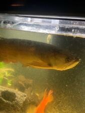 Jardini arowana wysiwyg for sale  North Hollywood