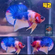 Premium betta fish for sale  East Lansing