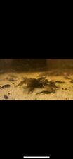 young bristlenose plecos for sale  Saint Paul