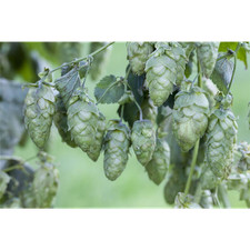 Echter bier hopfen gebraucht kaufen  Gundelfingen a.d.Donau