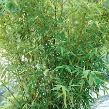 Fargesia pingwu bamboo for sale  UK