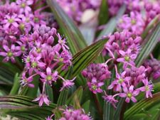 Ledebouria cooperi 9cm for sale  COLCHESTER