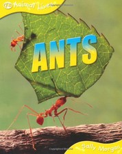 Ants sally morgan for sale  UK