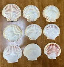 Extra large natural for sale  North Haven