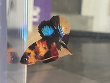 Sale male multicolor for sale  Ellicott City