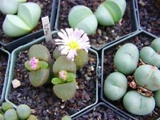 Phthalmophyllum lebender stein gebraucht kaufen  Berlin