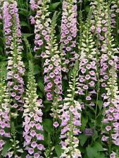 Digitalis purpurea camelot usato  Trappeto