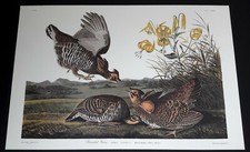 Audubon double elephant for sale  Birmingham