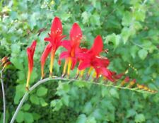 red flowers plant for sale red flowers plant for sale Olympia