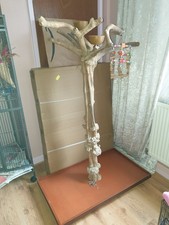 Large java tree for sale  DONCASTER
