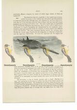 Saw fish animal for sale  BOURNEMOUTH