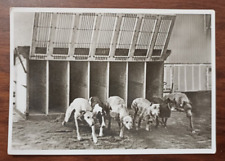 8955 cartolina cinodromo usato  Cagliari