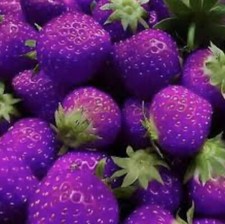 Purple strawberry seeds for sale  BRIGHTON