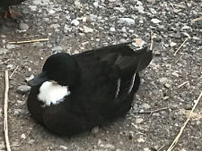 fresh farm duck eggs for sale fresh farm duck eggs for sale Dalton