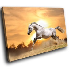 A334 white horse for sale  STRABANE