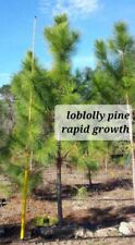 Live loblolly pine for sale  Saint Simons Island