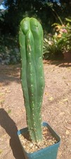potted 12 succulent for sale  San Diego