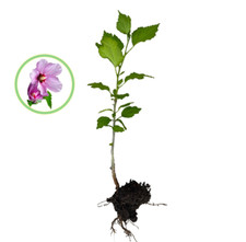 rose sharon shrub for sale rose sharon shrub for sale Hempstead