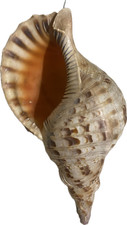 Giant charonia tritonis for sale  Pensacola