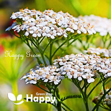 Yarrow summer white for sale  DONCASTER