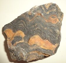 Stromatolith australien selten gebraucht kaufen  Deutschland