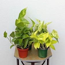 Live pothos combo for sale  Fleming Island