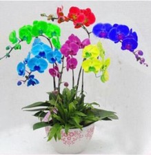 Exotic rare orchid for sale Exotic rare orchid for sale  Goldsboro