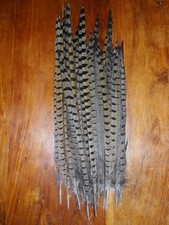 Melanistic cock pheasant for sale  ABERDEEN