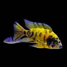 Live yellow african for sale  National City