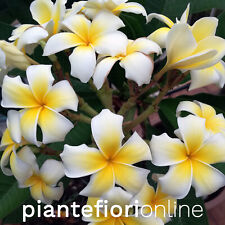 Plumeria celadine cutting usato  Palermo