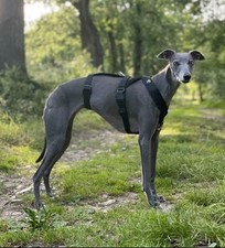 Trendy whippet black for sale  LONDON