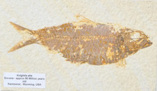 Fossilised knightia alta for sale  SALISBURY