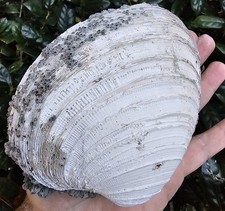 Lee creek fossil for sale  Saint Augustine