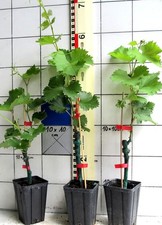 Vitis vinifera kyoho gebraucht kaufen  Bad Bergzabern