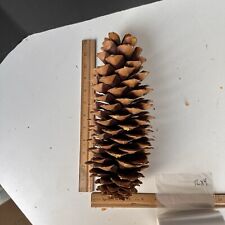 Sugar pine cones for sale  Ottawa