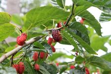 Rote maulbeere morus gebraucht kaufen  Tauberbischofsheim