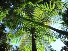 Cyathea brownii fresh for sale  Shipping to United Kingdom