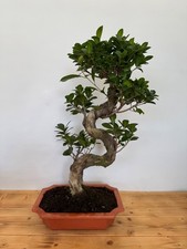 Bonsai ficus microcarpa gebraucht kaufen Bonsai ficus microcarpa gebraucht kaufen  Böhl-Iggelheim