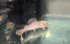 Phantom red tail for sale  Manvel
