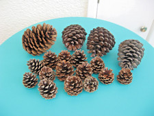 fir cones for sale  TWICKENHAM