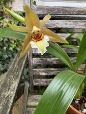 Rchidee coelogune lawrenceana gebraucht kaufen  Halle
