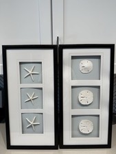 Starfish sand dollar for sale  Minneapolis