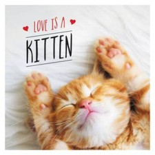 Love kitten cat for sale  Montgomery