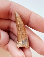 Dente spinosauro fossile usato  Minerbio