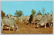 Postcard brahman cattle for sale  Winter Park