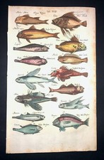Merian dory porgy usato Merian dory porgy usato  Manzano