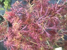 Japanese maple baby for sale  USA
