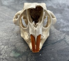 Beaver opossum skull for sale  Del Rio